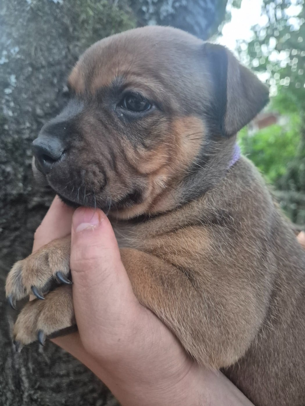 Brownie