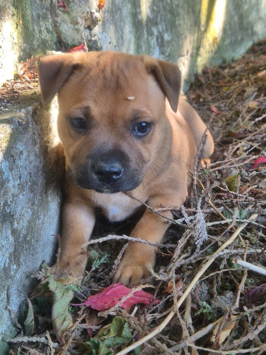 Biscuit