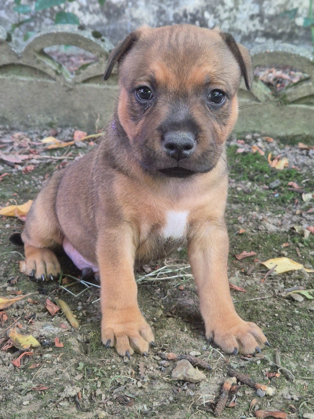 Brownie