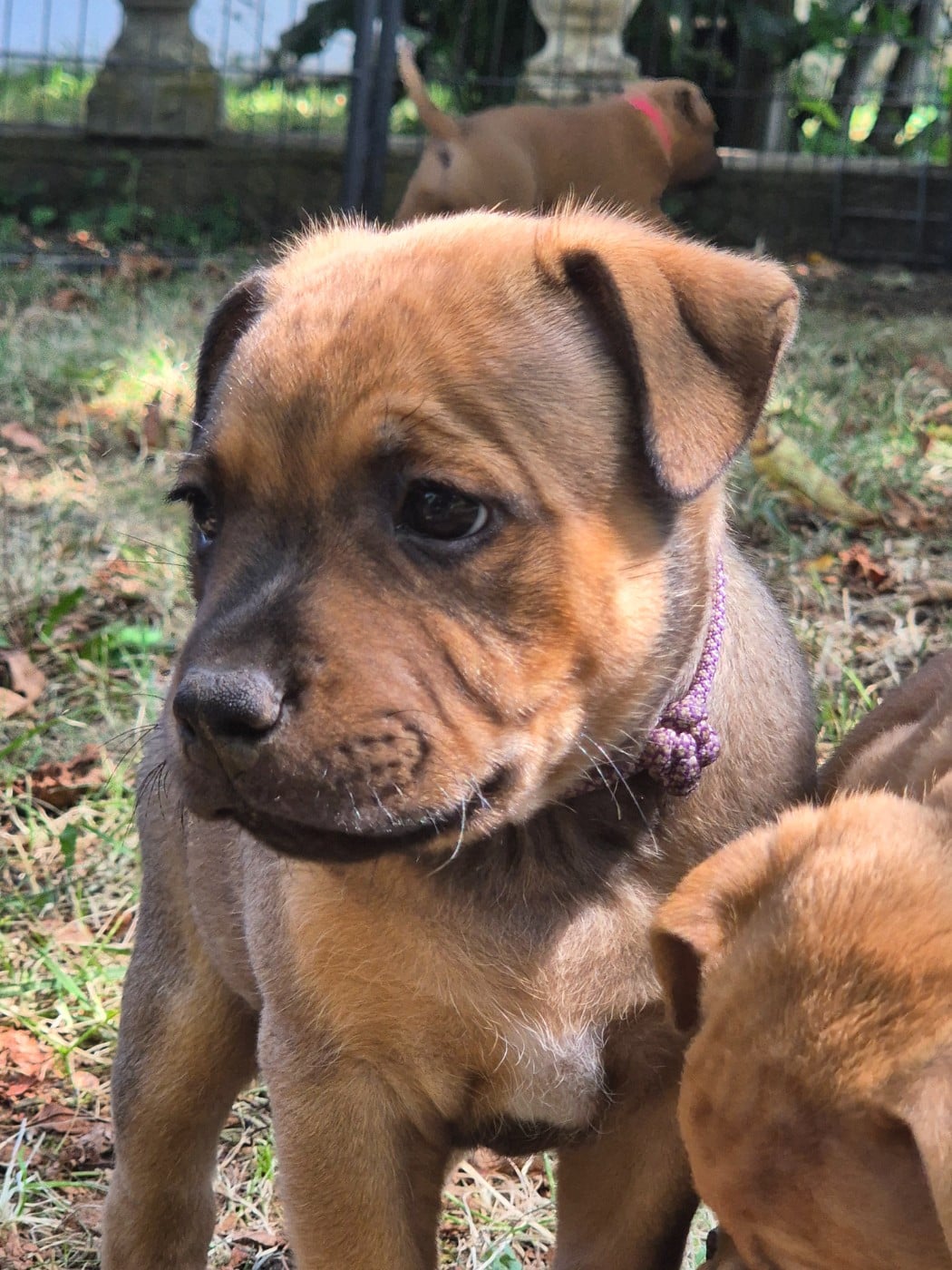 Brownie