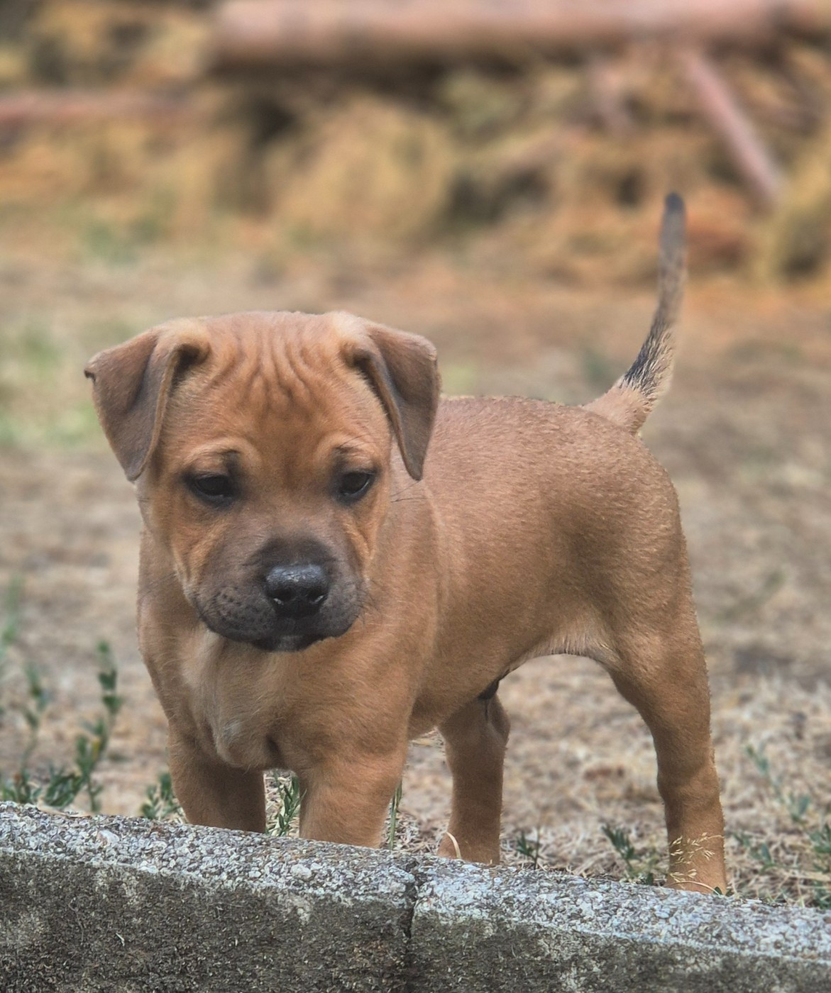 Biscuit