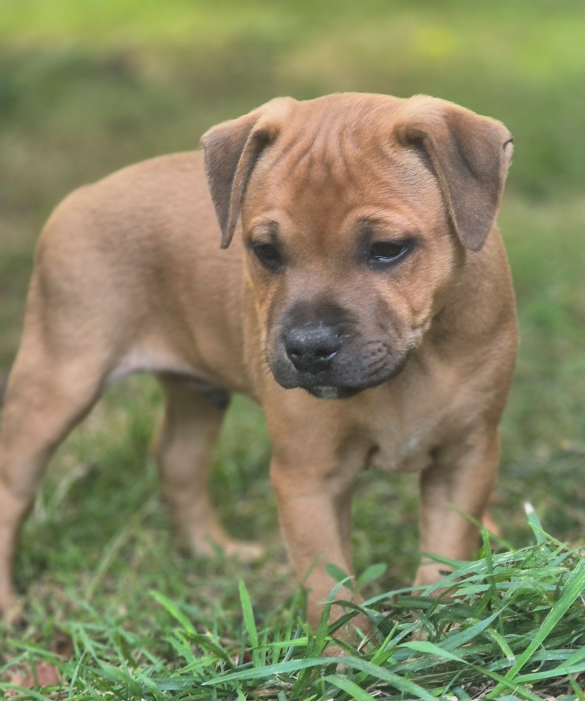 Biscuit