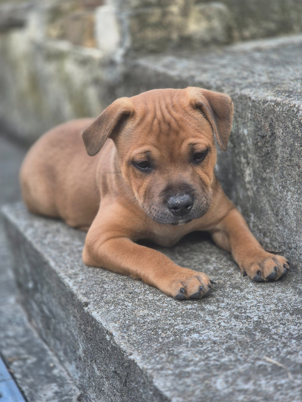 Biscuit