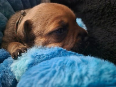 Les chiots de Staffordshire Bull Terrier