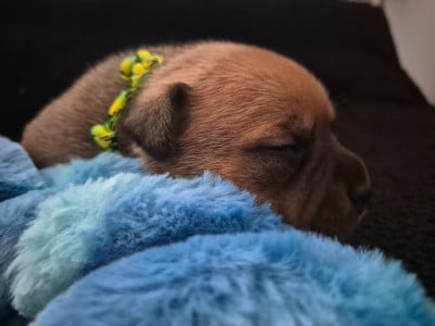 Les chiots de Staffordshire Bull Terrier