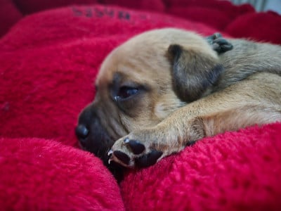 Les chiots de Staffordshire Bull Terrier