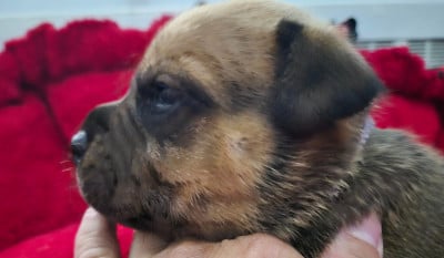 Les chiots de Staffordshire Bull Terrier