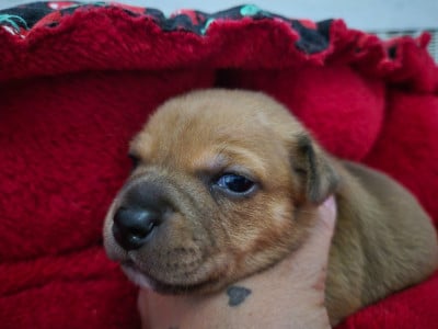 Les chiots de Staffordshire Bull Terrier