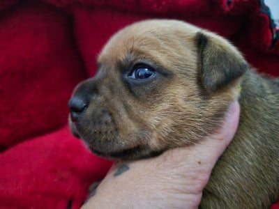 Les chiots de Staffordshire Bull Terrier