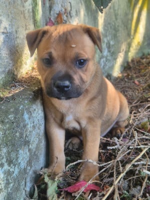 Les chiots de Staffordshire Bull Terrier