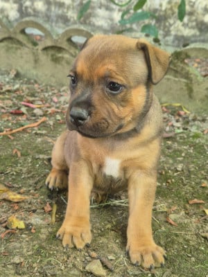Les chiots de Staffordshire Bull Terrier