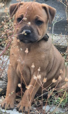 Les chiots de Staffordshire Bull Terrier