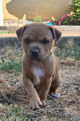 Les chiots de Staffordshire Bull Terrier