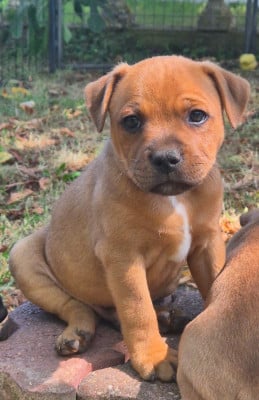 Les chiots de Staffordshire Bull Terrier