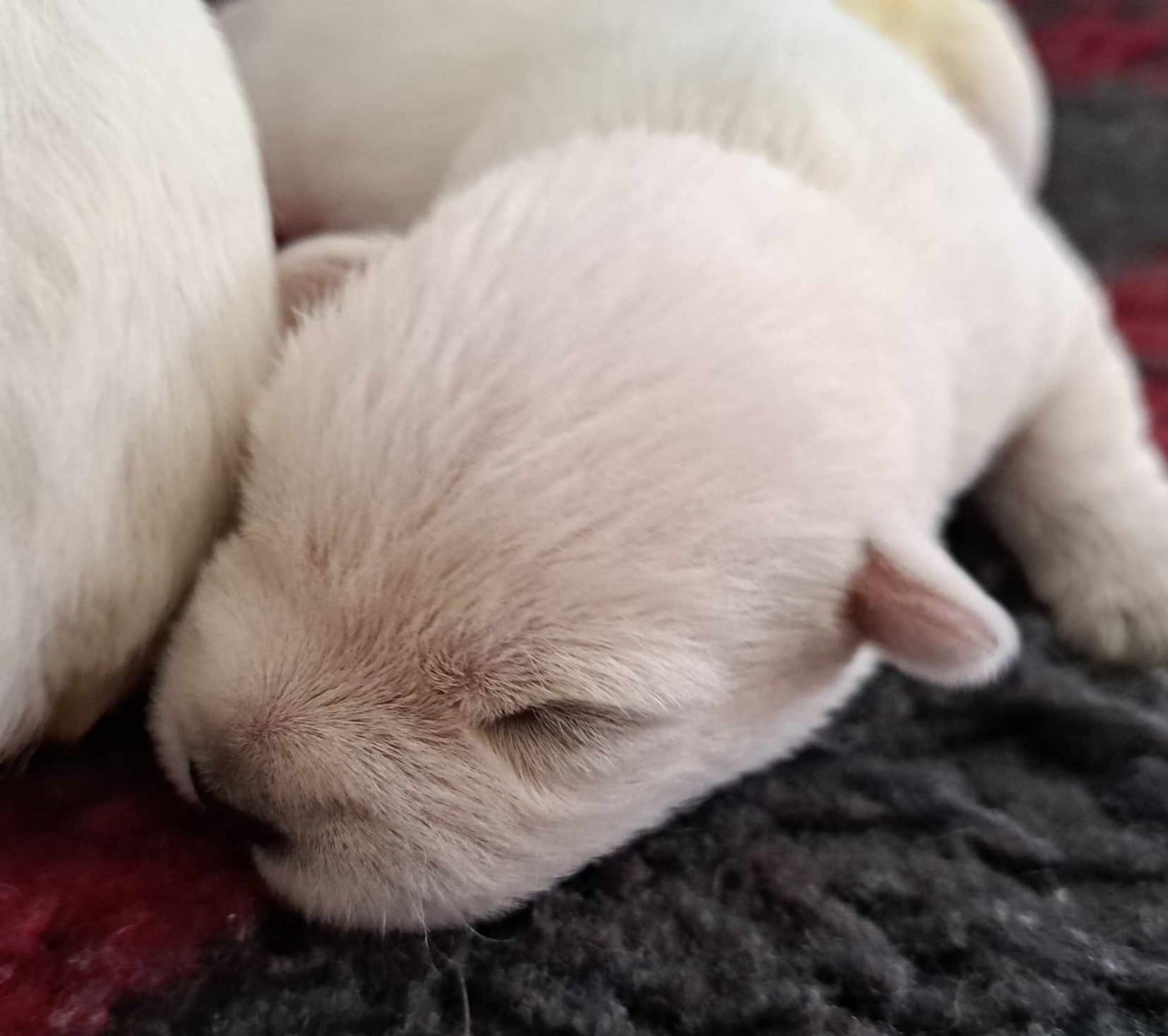 CHIOT 5 - West Highland White Terrier