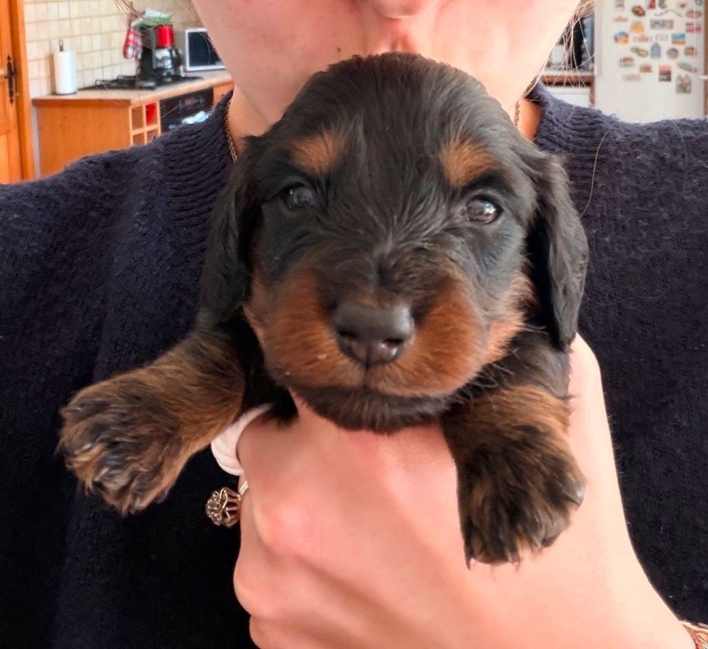 CHIOT 3 - Teckel