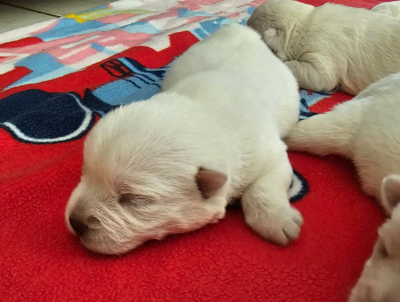 CHIOT 1 - West Highland White Terrier