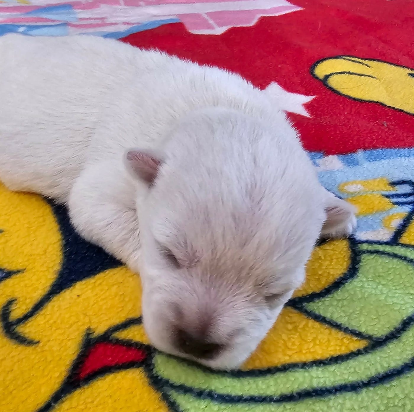 CHIOT 3 - West Highland White Terrier