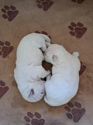Les chiots de West Highland White Terrier
