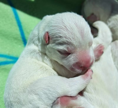 Les chiots de West Highland White Terrier