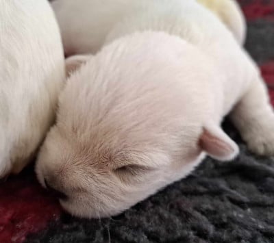 Les chiots de West Highland White Terrier