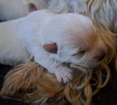 Les chiots de West Highland White Terrier