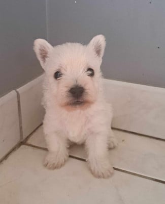 Les chiots de West Highland White Terrier