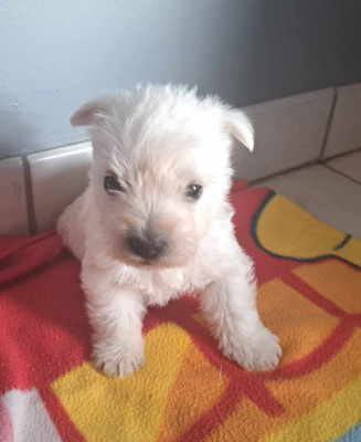 Les chiots de West Highland White Terrier
