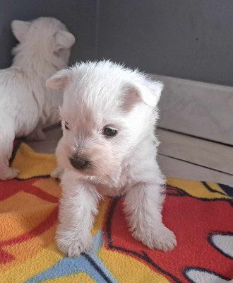 Les chiots de West Highland White Terrier
