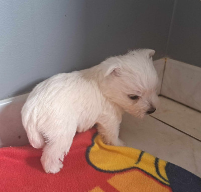 Les chiots de West Highland White Terrier