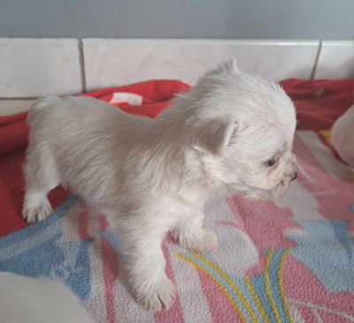 Les chiots de West Highland White Terrier