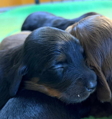 Les chiots de Teckel