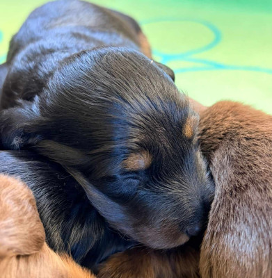 Les chiots de Teckel