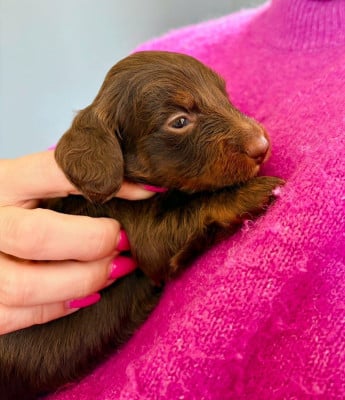 CHIOT 1 - Teckel