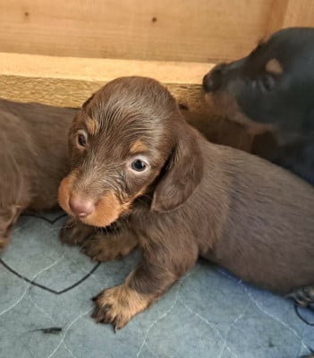 Les chiots de Teckel