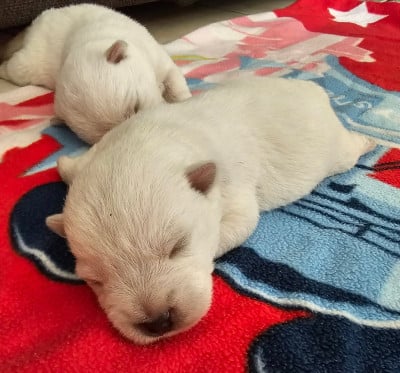 Les chiots de West Highland White Terrier