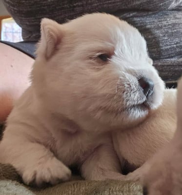Les chiots de West Highland White Terrier