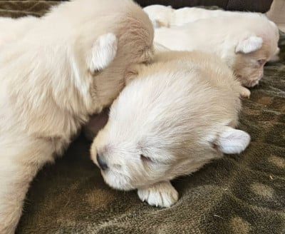 Les chiots de West Highland White Terrier