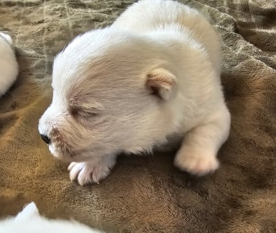 Les chiots de West Highland White Terrier