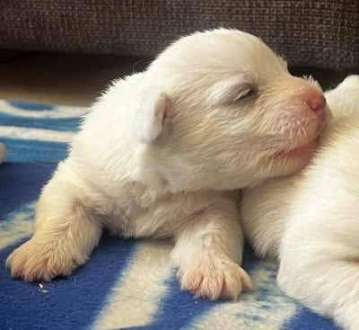 Les chiots de West Highland White Terrier