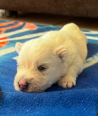 Les chiots de West Highland White Terrier