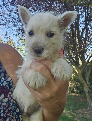 Les chiots de West Highland White Terrier