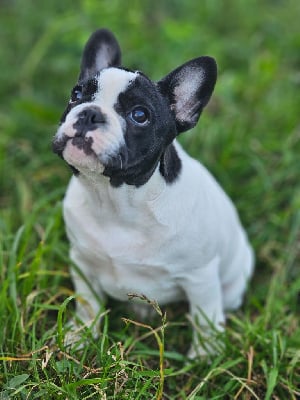 Les chiots de Bouledogue français