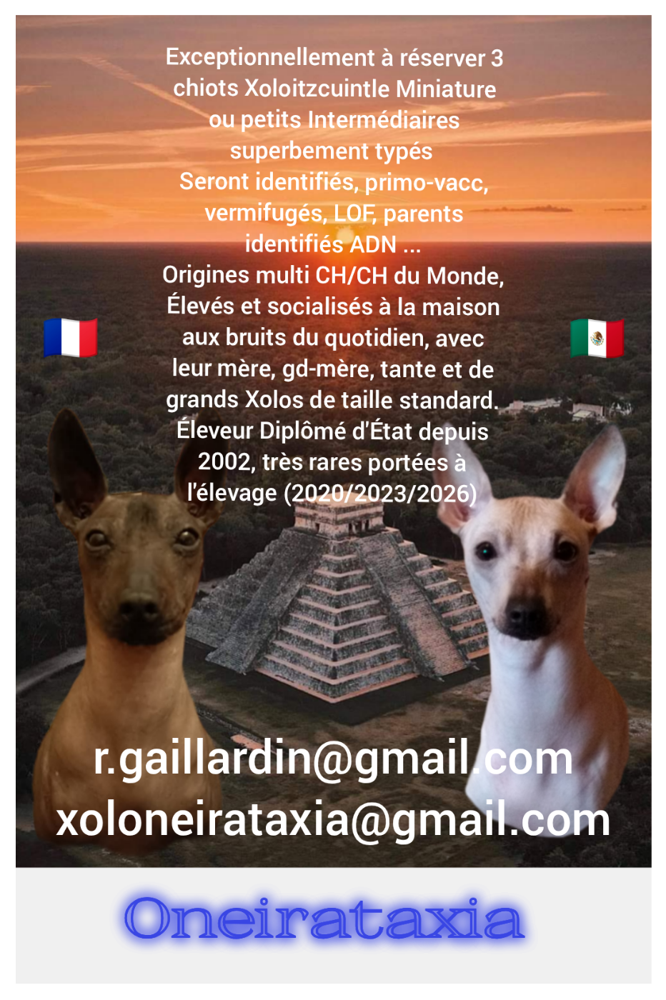 Chien nu mexicain - Oneirataxia