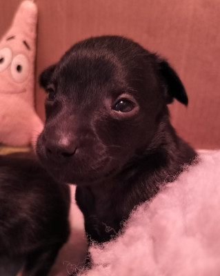 Les chiots de Chien nu mexicain