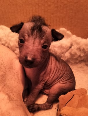 Les chiots de Chien nu mexicain