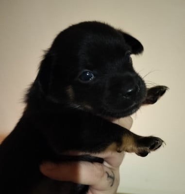 Les chiots de Chien nu mexicain