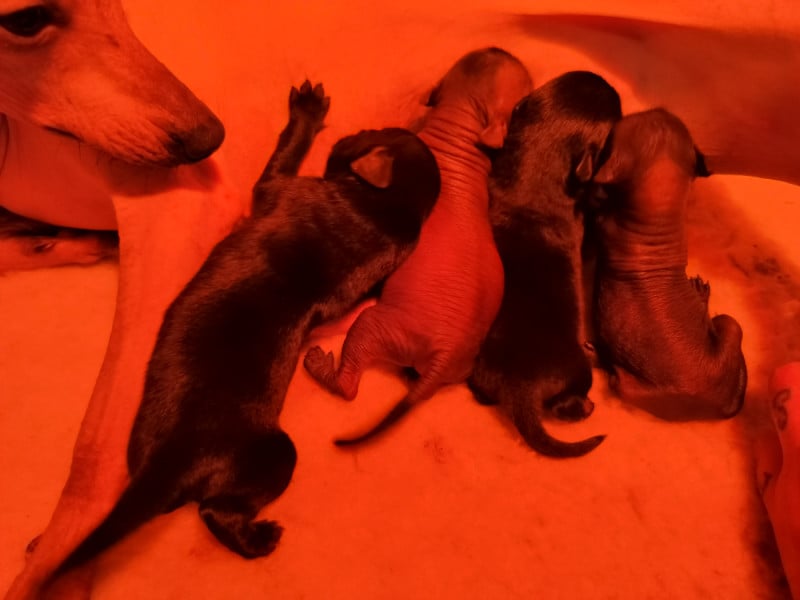 Chien nu mexicain - Oneirataxia