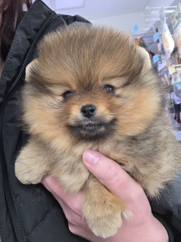 Spitz allemand - Nacarat Foxes