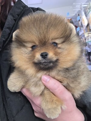 Les chiots de Spitz allemand